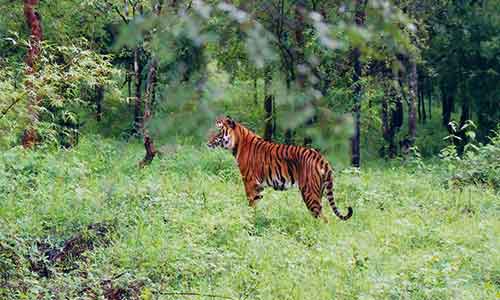Bhadra Wildlife Sanctuary ,Tourist Place In South India 